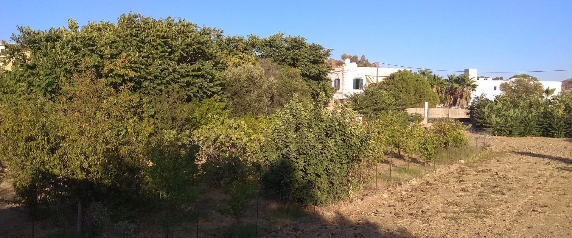 Agios Theologos Leros L601