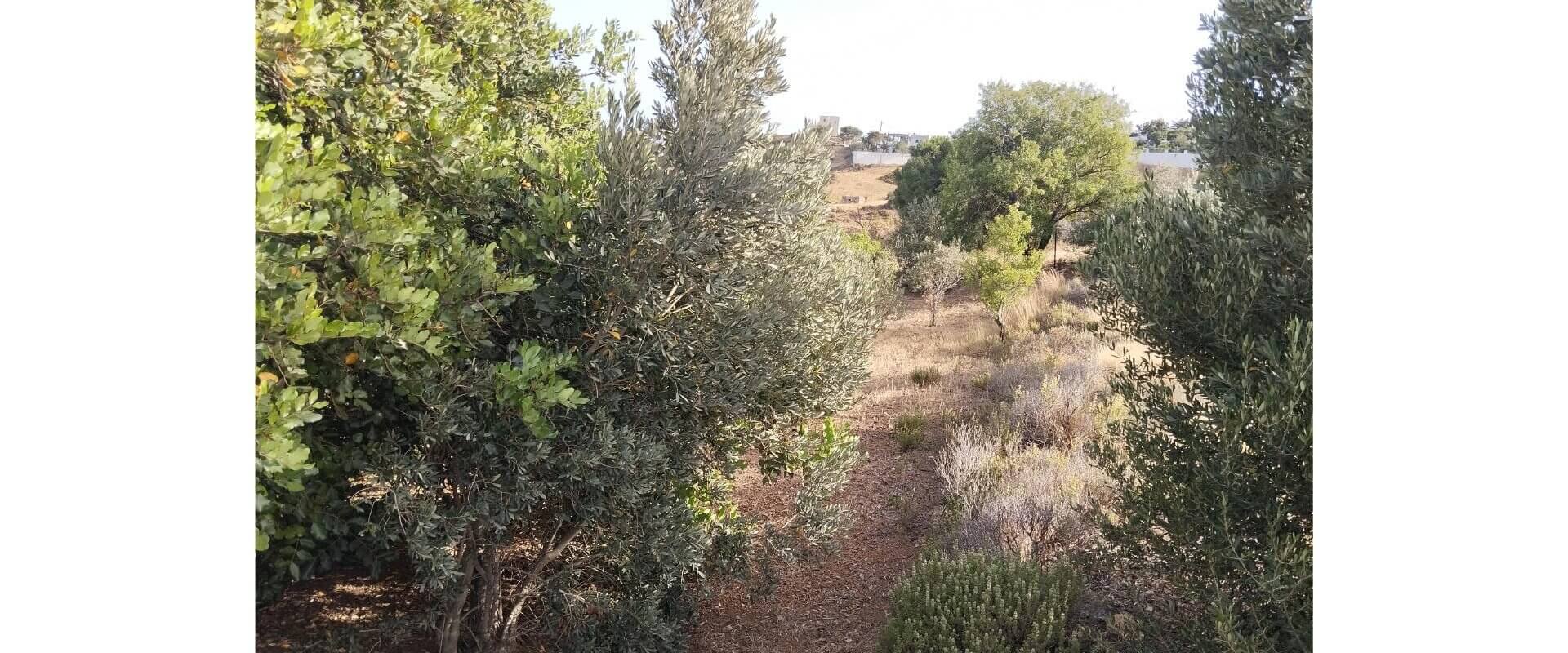 Plot for sale Alinda Leros L 820