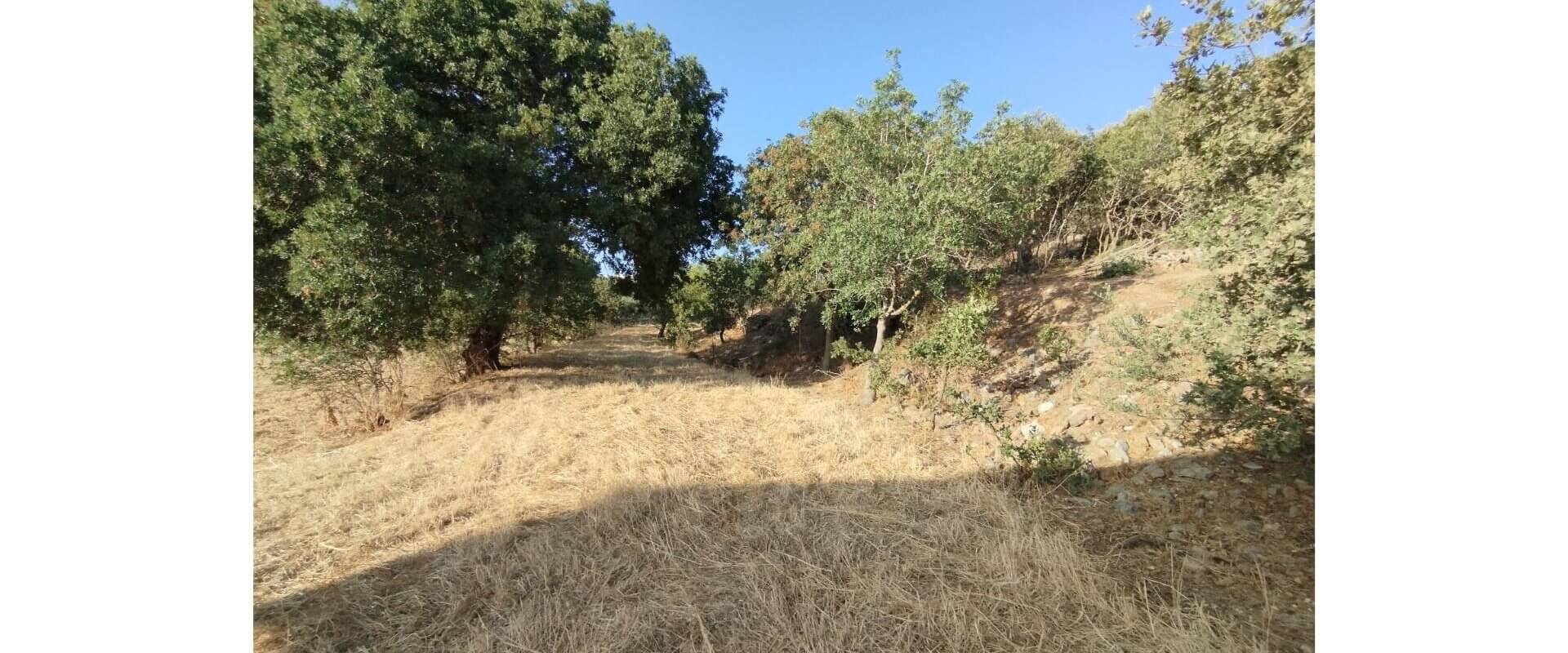 Plot for sale Temenia L 830