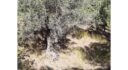 Plot for sale Gourna L 894