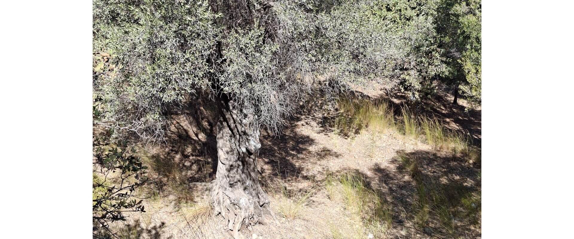 Plot for sale Gourna L 894