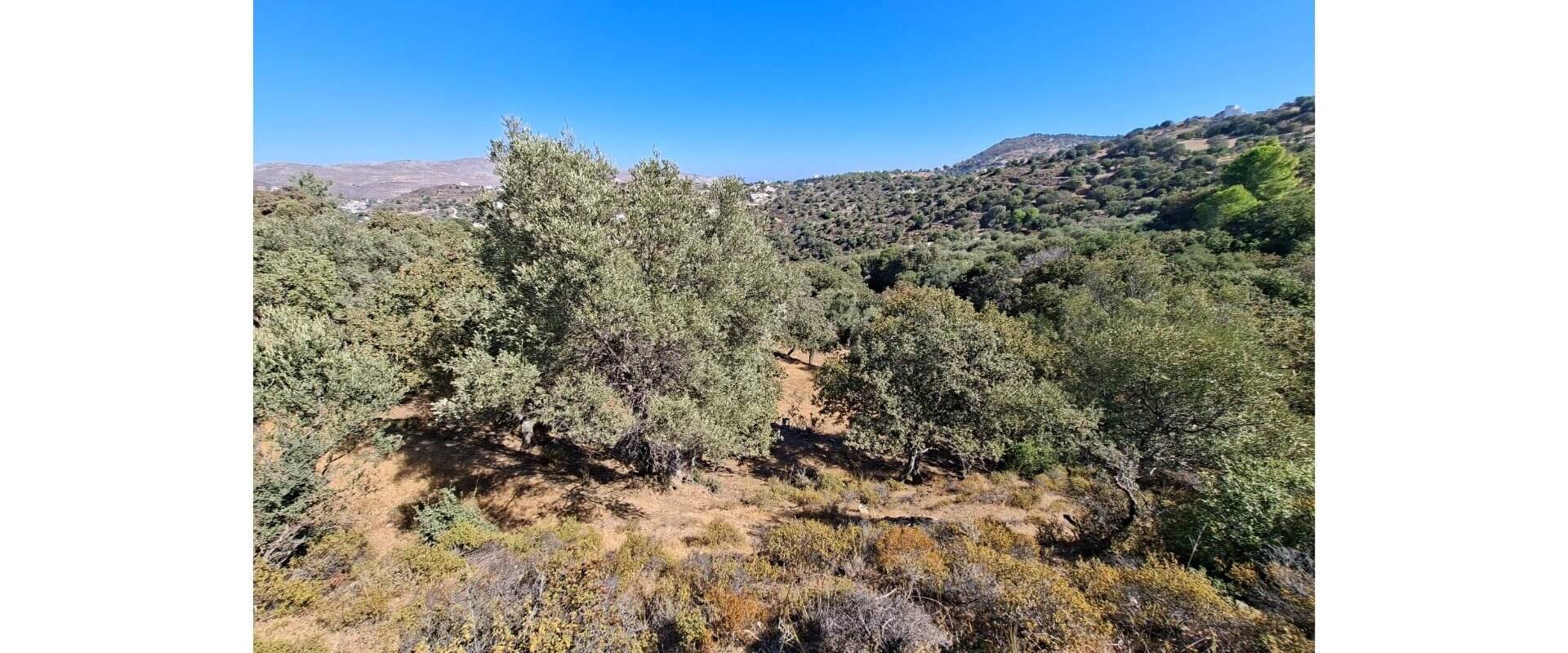 Plot for sale Gourna L 894